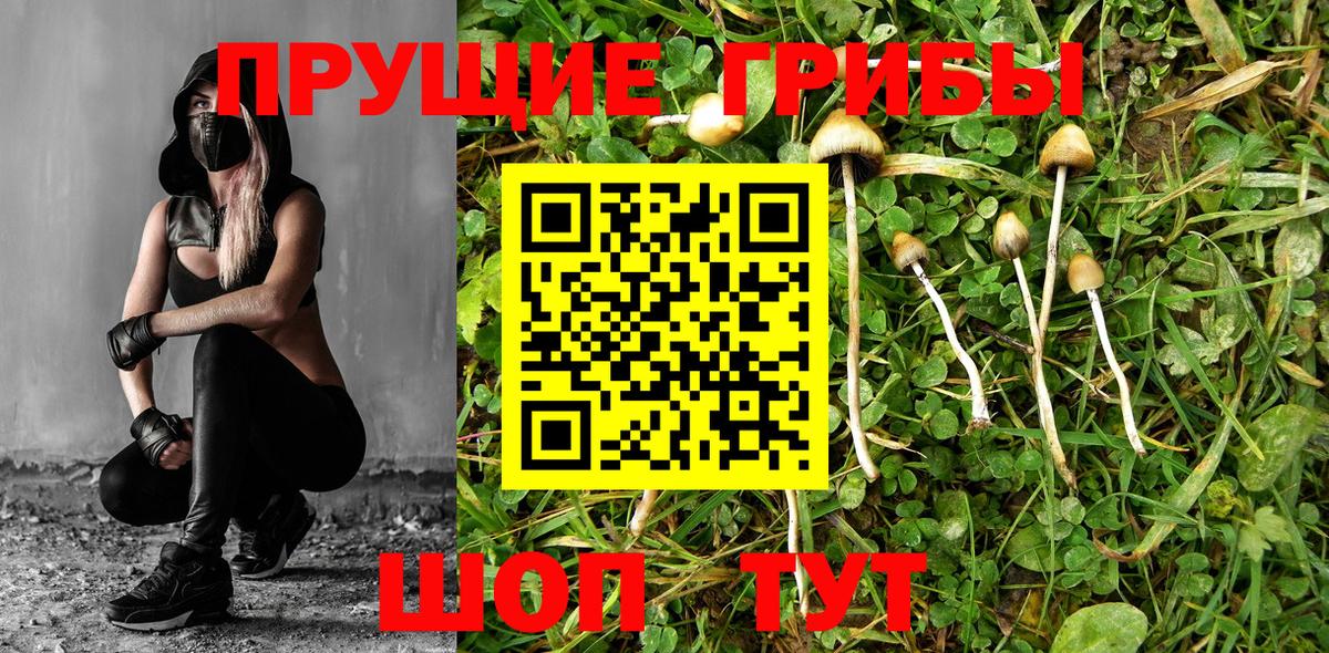 Галлюциногенные грибы Cubensis Ржев
